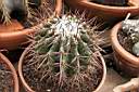 FEROCACTUS SP.jpg